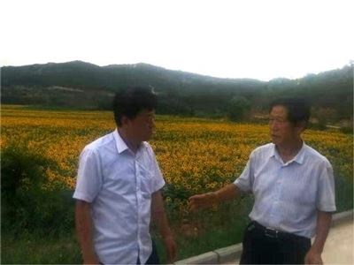 公司領導在壺關西堡油葵種植園進行考察調研